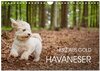 Buchcover Havaneser - Herz aus Gold (Wandkalender 2024 DIN A4 quer), CALVENDO Monatskalender