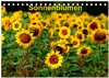 Buchcover Sonnenblumen (Tischkalender 2024 DIN A5 quer), CALVENDO Monatskalender