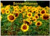 Buchcover Sonnenblumen (Wandkalender 2024 DIN A2 quer), CALVENDO Monatskalender