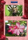 Buchcover Thai Blumen und Pfanzen Photobuch von Heinz Duthel