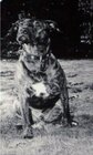 Buchcover Willow. Mein Leben als Hund
