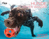 Buchcover Hunde unter Wasser 2020
