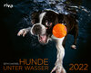 Buchcover Hunde unter Wasser 2022