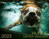 Buchcover Hunde unter Wasser 2023