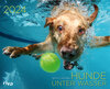 Buchcover Hunde unter Wasser 2024
