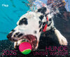 Buchcover Hunde unter Wasser 2025