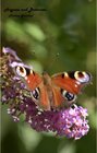 Buchcover Der Bodensee