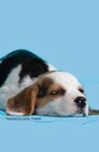 Buchcover Notizbücher / Süßes Hunde Notizbuch Businessplaner Geschenkidee für Mann Frau und Kind