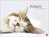 Buchcover Katzenkalender 2024. Wandkalender mit 12 traumhaft schönen Fotos der renommierten Fotografin Monika Wegler. Tierkalender