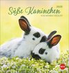 Buchcover Süße Kaninchen Postkartenkalender 2026