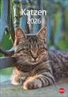 Buchcover Katzen Kalender 2026