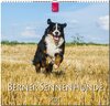 Buchcover Berner Sennenhunde