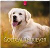 Buchcover Golden Retriever