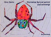 Buchcover Die kleine Spinne spinnt und schweigt