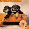 Buchcover Welpen 2009