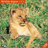 Buchcover Wildlife Babies 2009