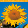 Buchcover Sonnenblumen 2009
