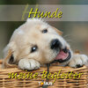 Buchcover Hunde - meine Begleiter