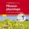Buchcover Alle Grafiken des Lehrbuchs Pflanzenphysiologie