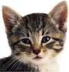 Buchcover Katzenbabys