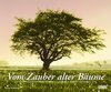 Buchcover Vom Zauber alter Bäume 2018 – Wandkalender 58,4 x 48,5 cm – Spiralbindung