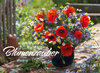 Buchcover Blumenzauber 2018