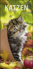 Buchcover Katzen Vertical Kalender 2020