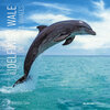 Buchcover Delfine & Wale 2020 - Dolphins & Whales - Wandkalender - Broschürenkalender (30 x 60 geöffnet) - Tierkalender - Wandplan