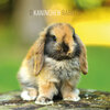 Buchcover Kaninchen 2020 - Rabbits - Wandkalender - Broschürenkalender (30 x 60 geöffnet) - Tierkalender - Wandplaner