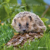 Buchcover Tierbabys 2020 - Baby Animals - Wandkalender - Broschürenkalender (30 x 60 geöffnet) - Tierkalender - Wandplaner
