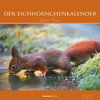 Buchcover Der Eichhörnchenkalender 2020 - Eichhörnchen - Squirrels - Bildkalender (33 x 33) - Tierkalender - Wandkalender