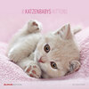 Buchcover Katzenbabys 2016 - Broschürenkalender