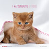 Buchcover Katzenbabys 2017 - Broschürenkalender