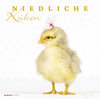Buchcover Niedliche Küken 2019