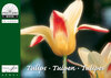 Buchcover Tulpen /Tulips /Tulipes