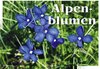 Alpenblumen width=