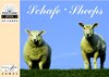 Buchcover Schafe / Sheep