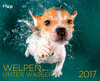 Buchcover Welpen unter Wasser 2017