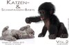 Buchcover Katzen- & Schimpansen Babys - Wandkalender 2019 - Vol.2 - DIN A4