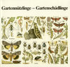 Buchcover Gartennützlinge - Gartenschädlinge