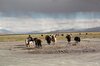 Buchcover Tibet - Traum und Wirklichkeit