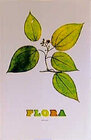 Buchcover Flora