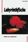 Buchcover Labyrinthfische - Farbe im Aquarium