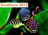 Buchcover Kalender "Terrafauna 2012"