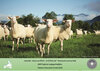 Buchcover „Haarschaf – Komme was WOLLE – wir SCHAFen das“