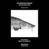 Buchcover Sturgeon Fishes (Acipenseriformes)