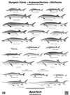 Buchcover Sturgeon fishes - Acipenseriformes - Störfische