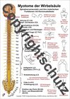 Buchcover Myotome der Spinalnerven