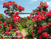 Buchcover Gärtner Pötschkes Maxikalender 2019