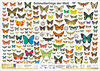 Buchcover Schmetterlinge der Welt